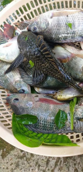Đức Hải