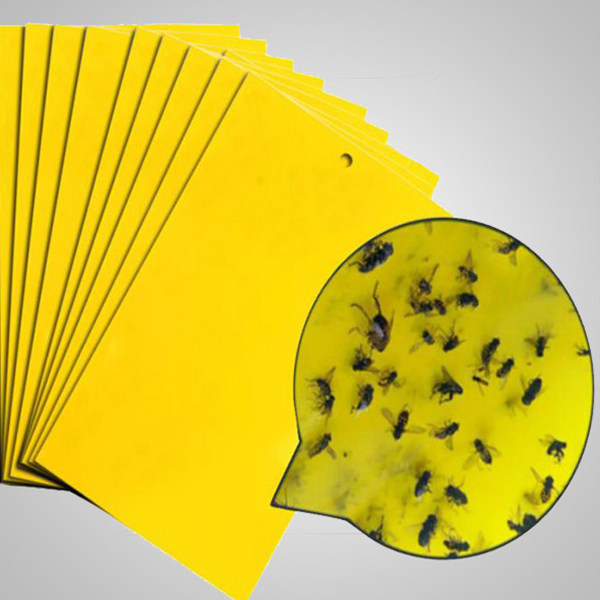 [Combo 20 miếng] Bẫy ruồi vàng và côn trùng hiệu quả cao