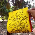[Combo 20 miếng] Bẫy ruồi vàng và côn trùng hiệu quả cao