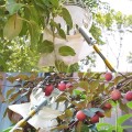 Vợt hái trái cây trên cao kèm túi vải đa năng , Loại 3m