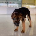 Rõ mõm cho chó chất liệu an toàn chắc chắn, có đai điều chỉnh kích thước