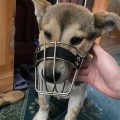 Rõ mõm cho chó chất liệu an toàn chắc chắn, có đai điều chỉnh kích thước
