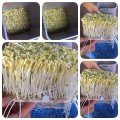 Máy làm giá đỗ siêu sạch đa năng tự động